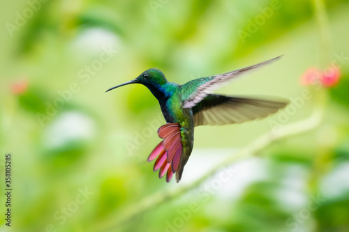 A Black-throated Mango hovering in the air with his tail flared and wings spread. Hovering hummingbird isolated with green background. Bird in a garden