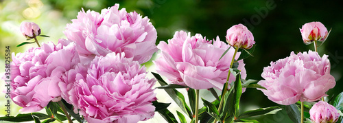 Bouquet of Nine Pink Peonies closeup on a blurred green background