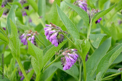 Inflorescences of the comfrey medicinal (Symphytum officinale L.). Close up