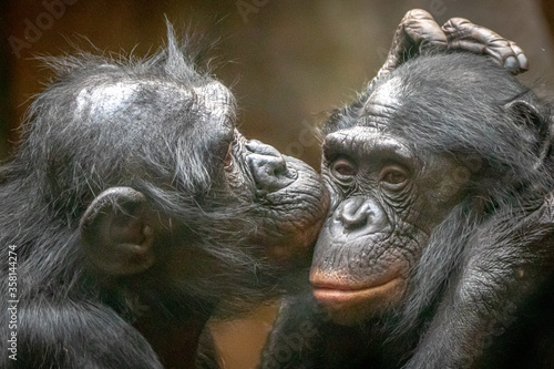 Two monkies in love hugging and kissing each other