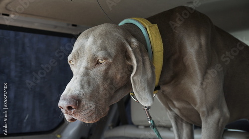 great dane dog