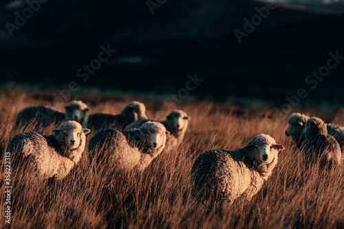 Sheeps in Patagonia