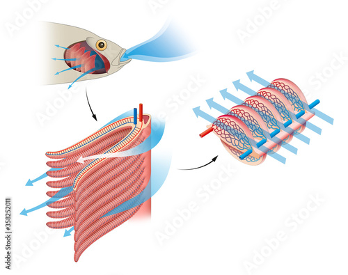 Fish gas exchange. Structure of Gills in Fishes. Respiration