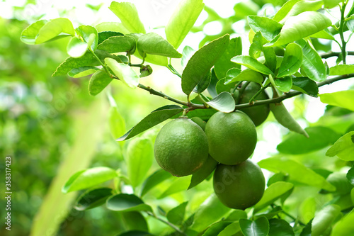 Green lemon on the tree blurred green background, an excellent source of vitamin C. blurred green lime on the tree.