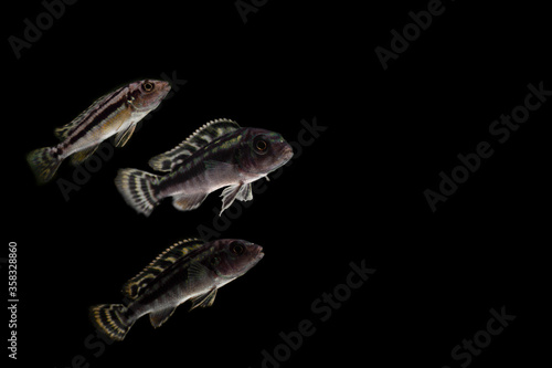 Cichlid or Cichlidae tropical fish isolated on black background