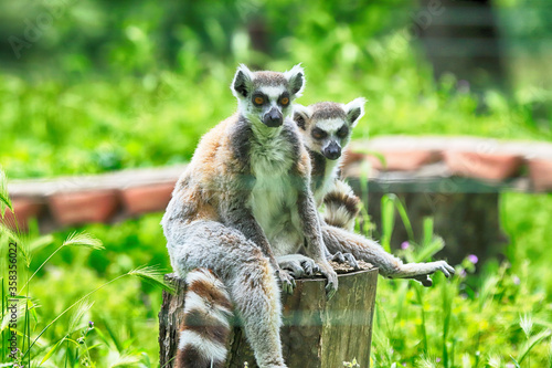 WROCLAW, POLAND - JUNE 09, 2020: The ring-tailed lemur (Lemur catta) is the most recognized lemur due to its long, black and white ringed tail. ZOO in Wroclaw, Poland.