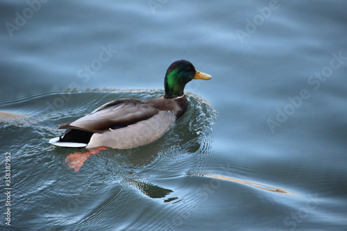 Ánade real o azulón macho (Anas platyrhynchos) en un río 