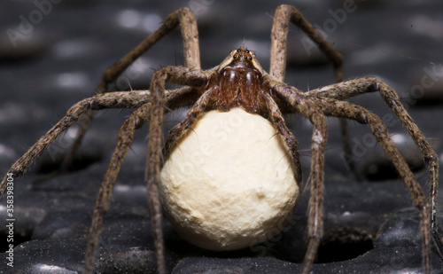 Polski pająk z jajkiem w makro 