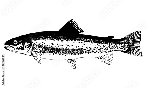 trout fish. realistic stencil of trout.