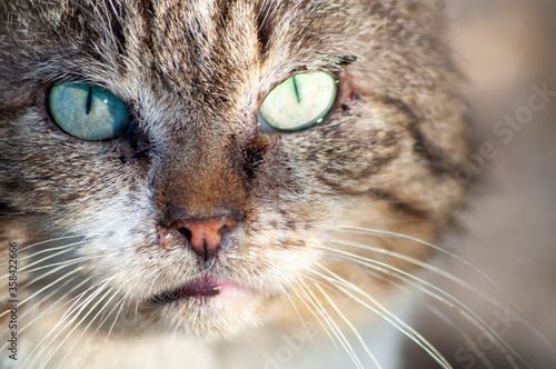 portrait of a sick cat. beautiful cat with sour eyes and snot