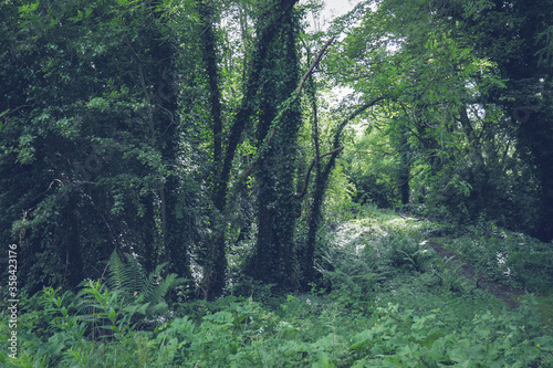 Woods in forest, Orkney Islands Scotland.