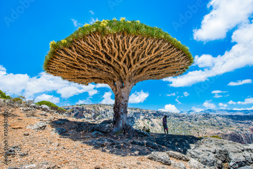 It's Dragon tree on the Socotra Island, Yemen