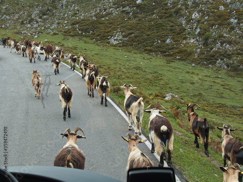 Goats on the road to Lagos de Covadonga in Asturia,Spain,Europe 