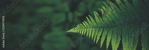 Green fern on a green background of leafs- banner or header with a lot of copyspace for nature, outdoor, adventure