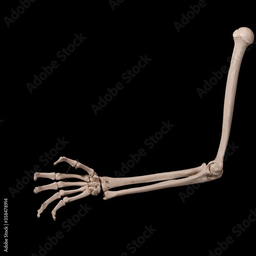 human forearm skeleton anatomy bone