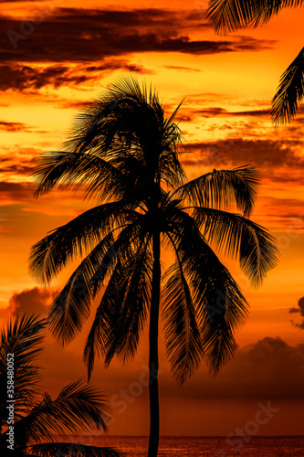 Palm tree on a sunset in Sri Lanka