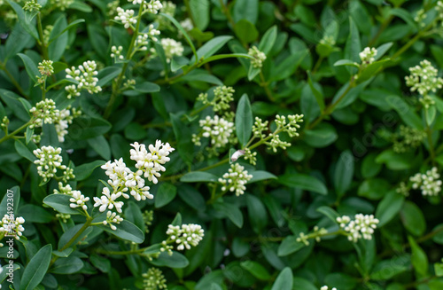 inflorescence at a privet hedge with buds and blossoms