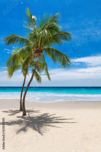 Sunny tropical beach with coco palms and the turquoise sea on Caribbean island. 
