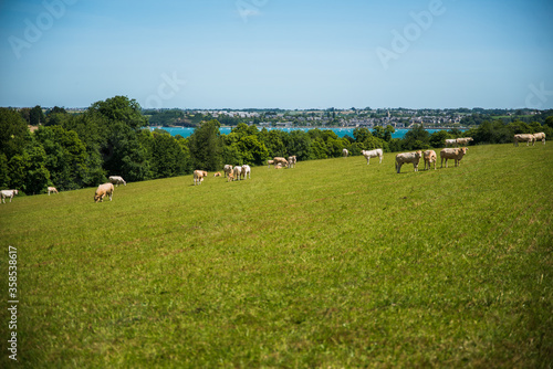 Vue sur la rance et les vaches bretonnes