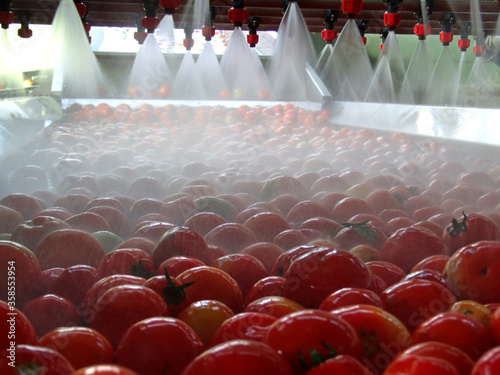 Tomato processing