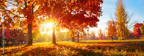 Autumn Landscape. Fall Scene. Trees and Leaves in Sunlight Rays