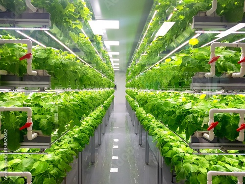 Fresh Vegetables are growing in indoor farm/vertical farm.