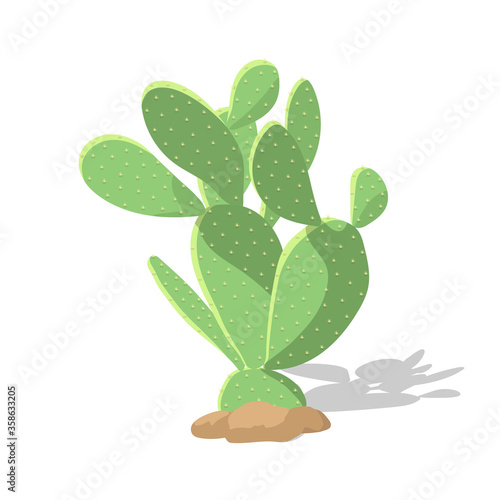 Vector green cactus isolated on white background.
