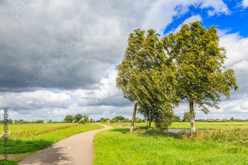 Dutch polder landscape in summer with green meadows with in the hard storm bending birch trees along a bike path to the horizon against a background of scattered clouds and blue spots