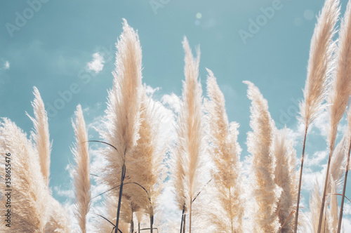 Pampa grass with light blue sky and clouds