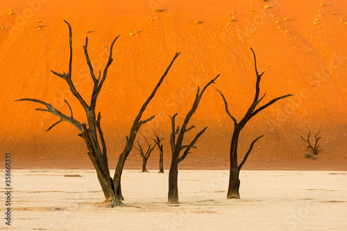 The future of the planet with climate change . View of dead trees (acacia erioloba) in the Deadvlei basin, surrounded by the highest dunes in Namibia. concept of global climatic change .