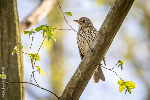Song thrush (Turdus philomelos) in the forest