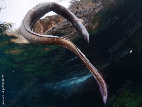 dead conger eel on the surface of water drifting dead fish underwater ocean scenery pollution