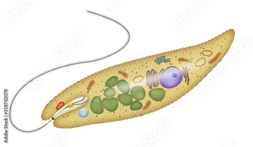 Anatomy of a euglena