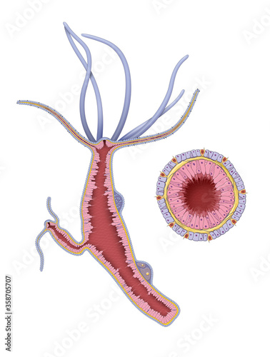 Hydra vulgaris anatomy.