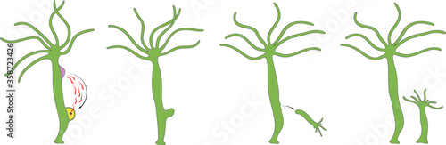 Sexual reproduction occurs in some Hydra