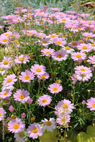 桃色の小さな菊の花畑