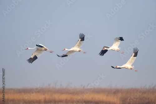 oriental white stork