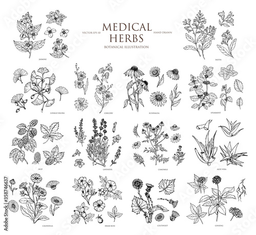 Vector hand drawn collection of medical herbs. Botanical set.