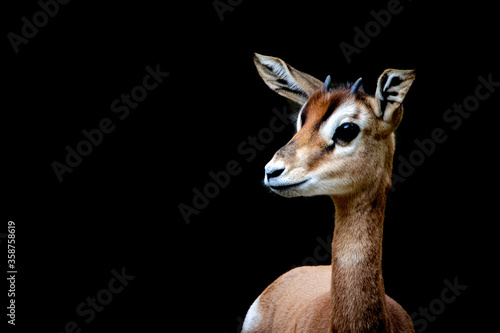 a young gazelle
