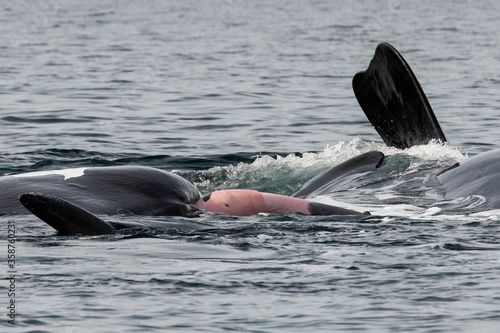 Close up view of the penis of a southern right whale in a mating group of whales, Valdes Peninsula, Argentina.