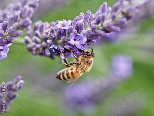 Closeup of a honey bee on a purple lavender flower