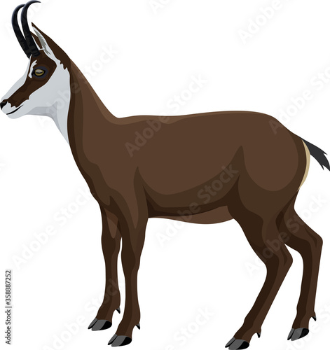 vector wild animal chamois illustration