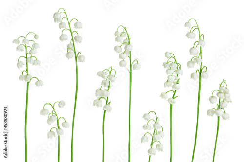 Lilly of the valley flowers isolated on white background with clipping path and full depth of field