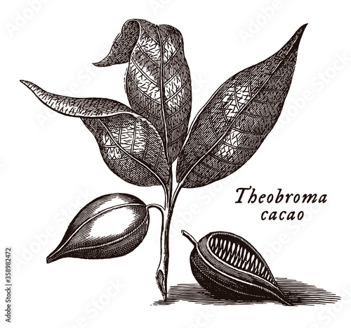 Branch with leaves and fruits of cacao tree with depicted scientific name theobroma cacao, after engraving from 18th century