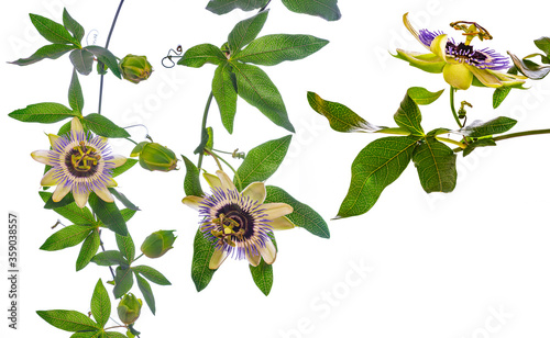 Passion flower - passiflora isolated on white background
