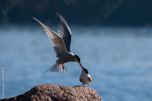 Common tern feeding Its adorable chick