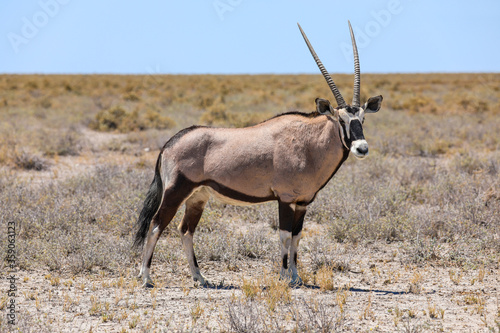 Lone oryx with magnificent antlers standing in the barren landscape