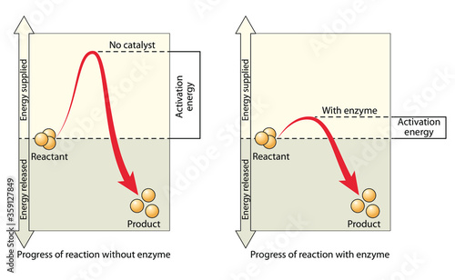 Reactions relate to the free energy of the involved molecules