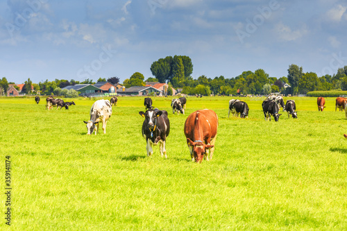 Dutch polder and meadow landscape in the summer with juicy green grass and grazing black and brown white cows against a horizon with hedgerows and farms and a Dutch cloudy sky