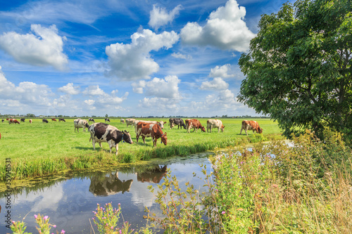 Dutch polder and meadow landscape in the summer with juicy green grass and grazing black and brown white cows against a horizon with hedgerows and farms and a Dutch cloudy sky